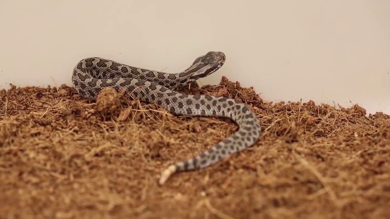Michigan's only venomous snake: What is the Eastern massasauga?