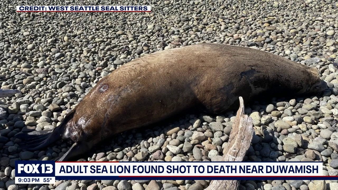 Sea lion found shot to death near Duwamish