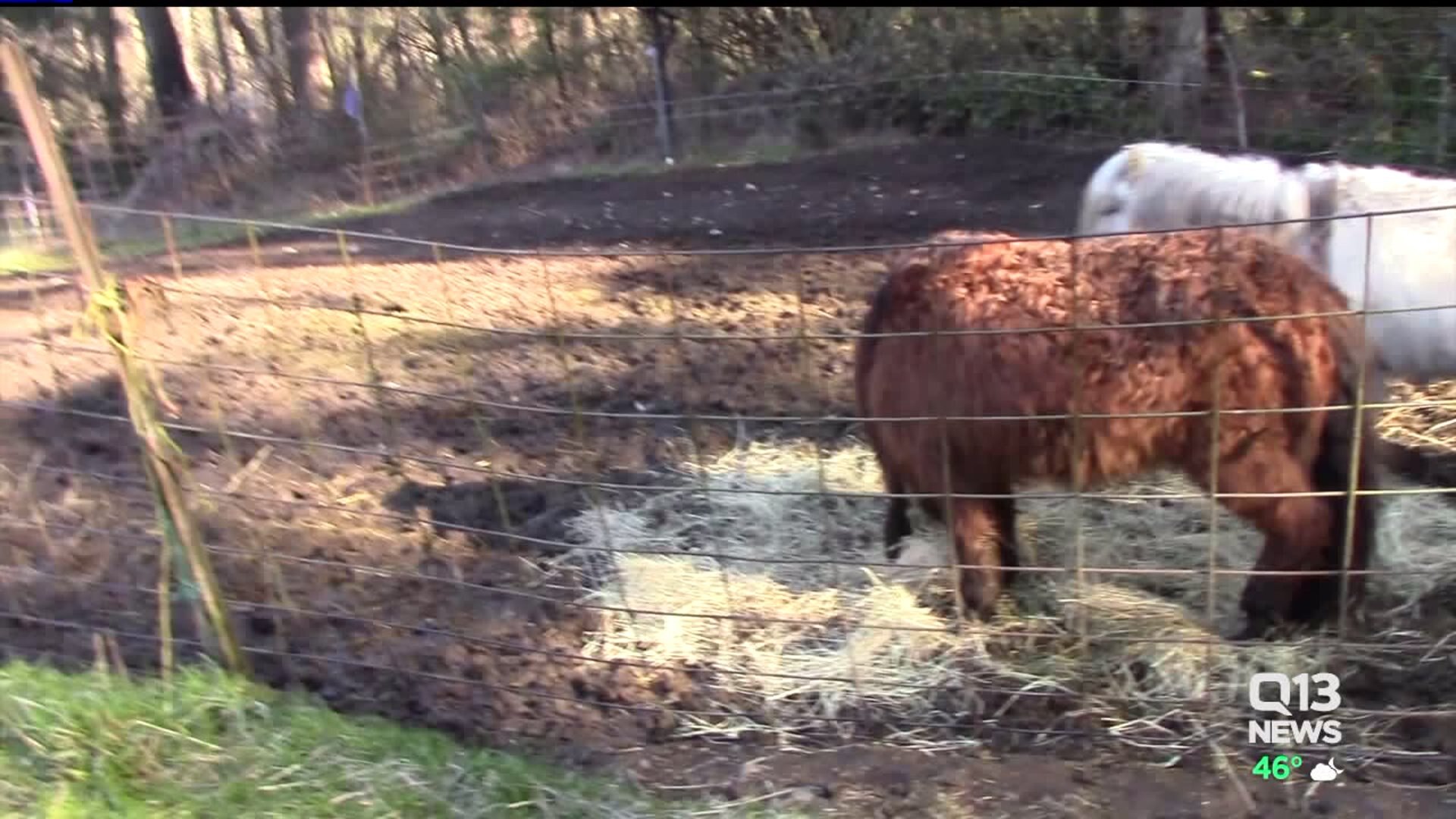 About 200 animals rescued in Thurston County