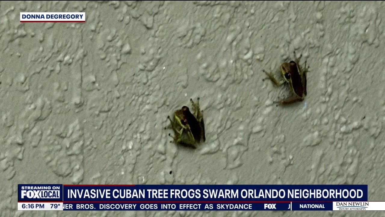 Mini frogs swarm Orlando neighborhood after heavy rains