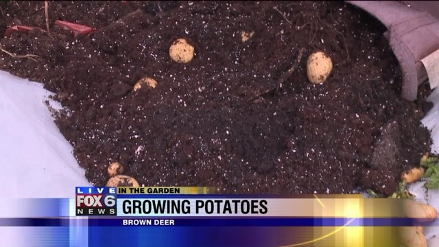 Growing potatoes in the FOX6 Garden