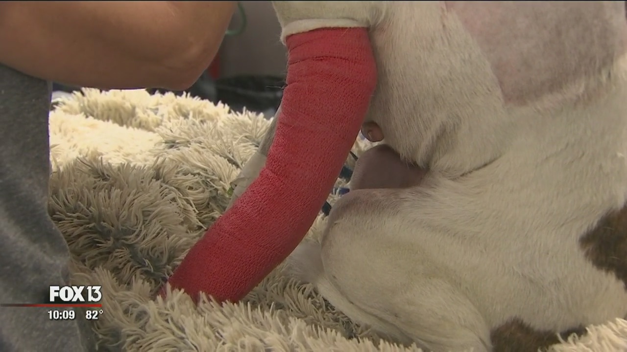 Dog that escaped vet found nearly a week later