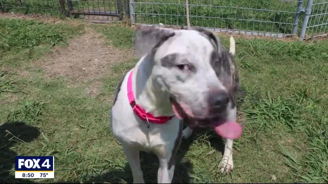 Pet of the Day - Potion