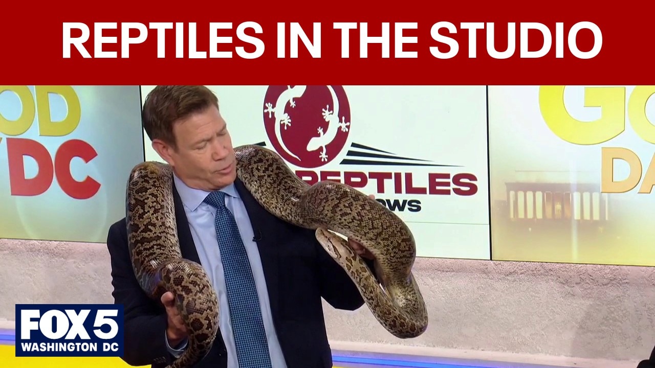 Reptile educators bring giant snakes and exotic lizards to the studio