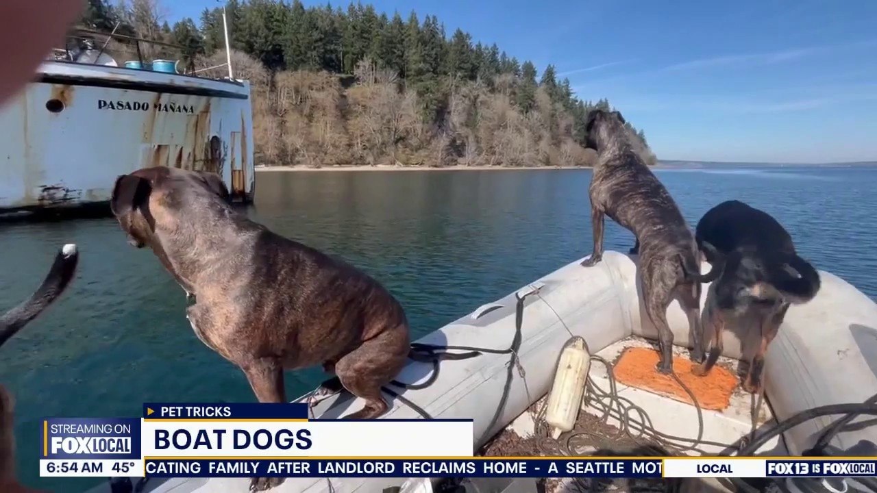 Good Day Pet Tricks for Friday, Oct. 23