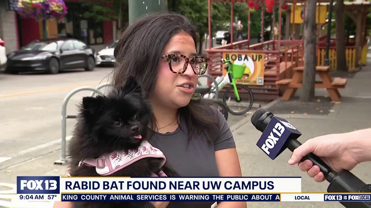 Health officials warn of rabid bat near UW in Seattle