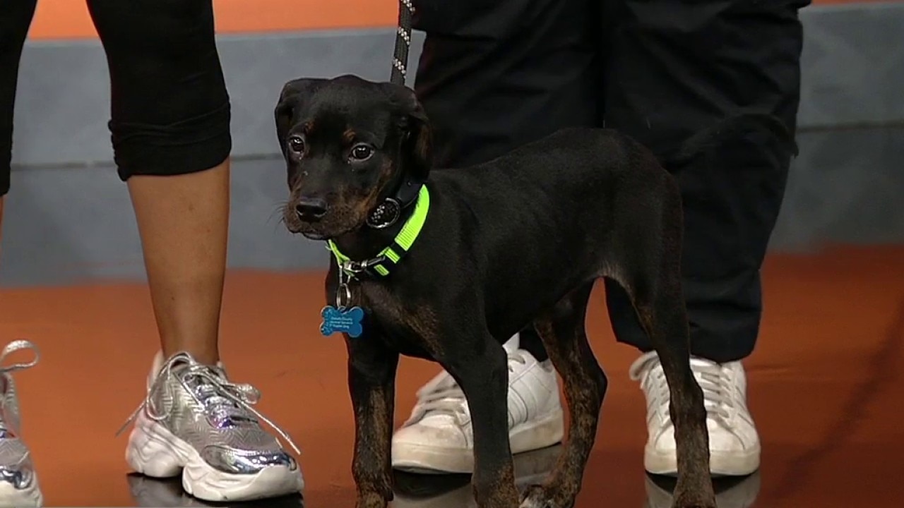 Pet of the day: Emone