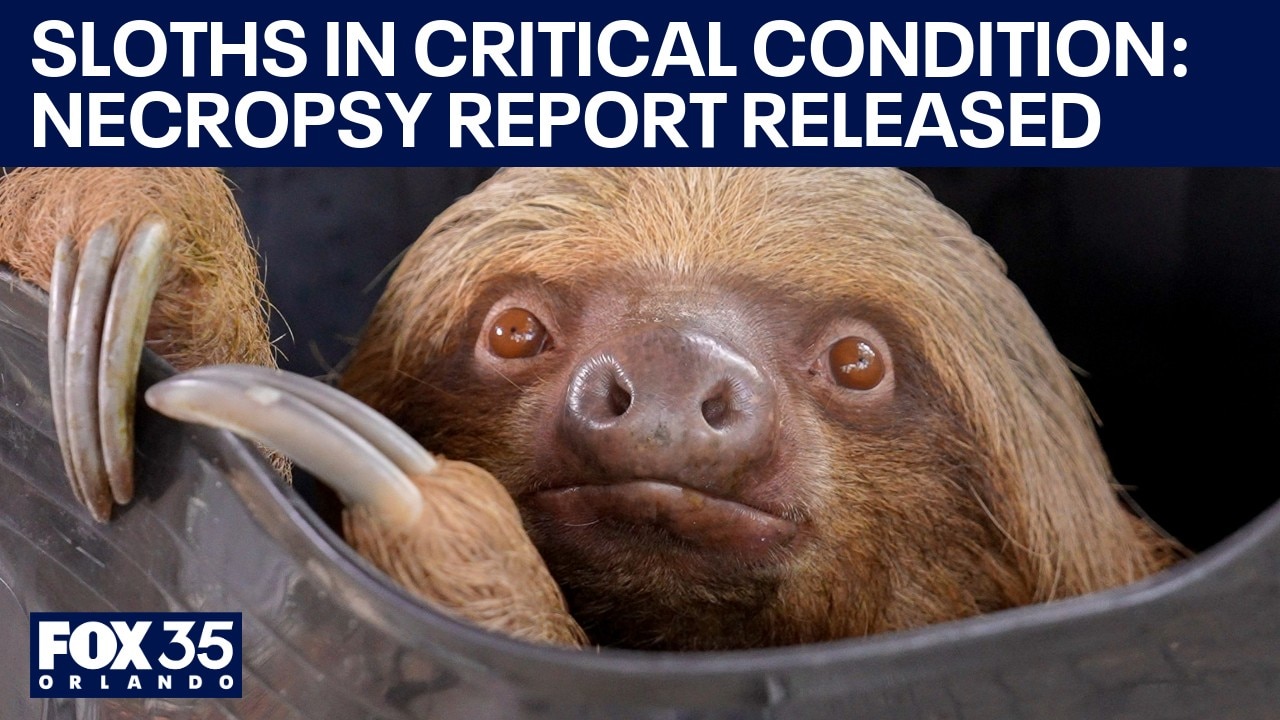 Three rescued 'Sloth World' sloths dead. What caused Bandit to be emaciated? 