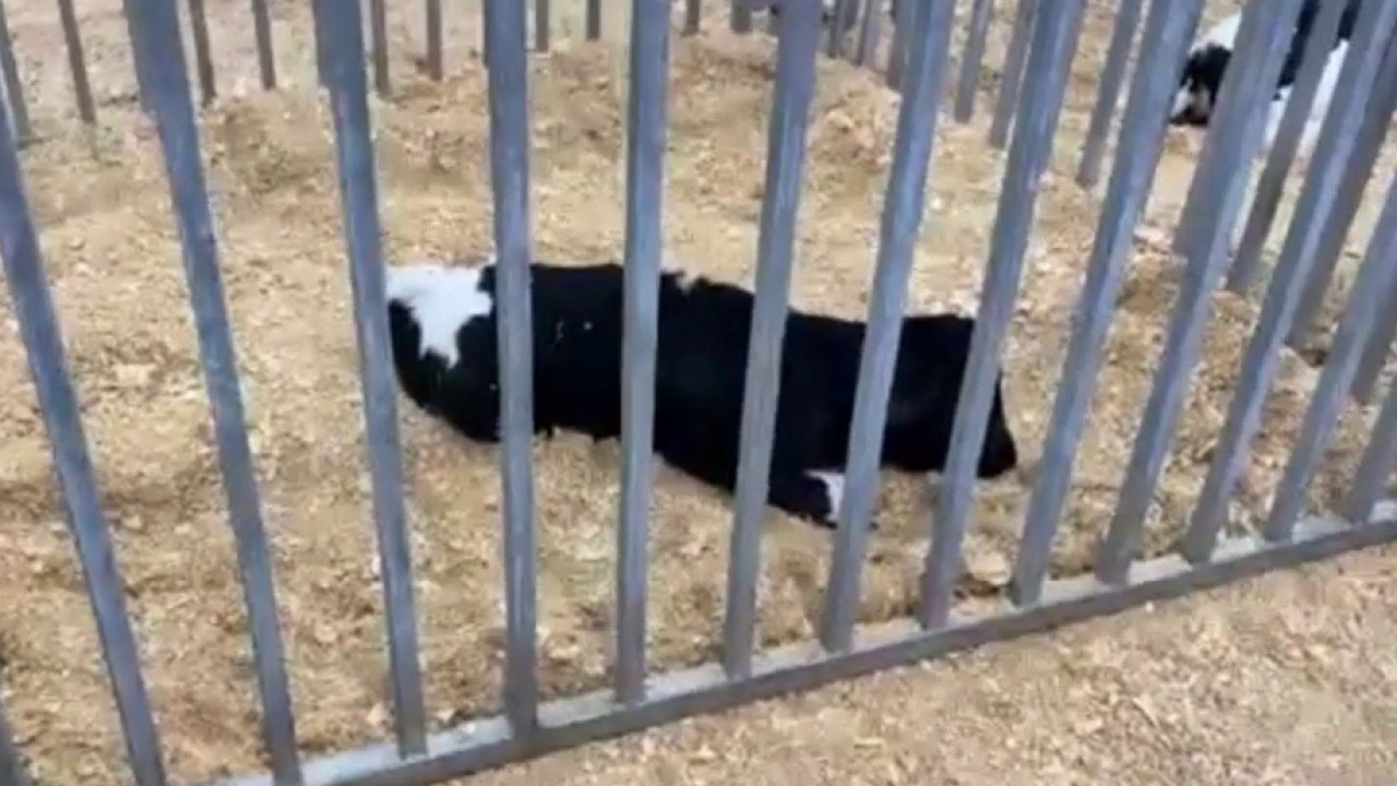 UGA students help birth calves at Georgia National Fair