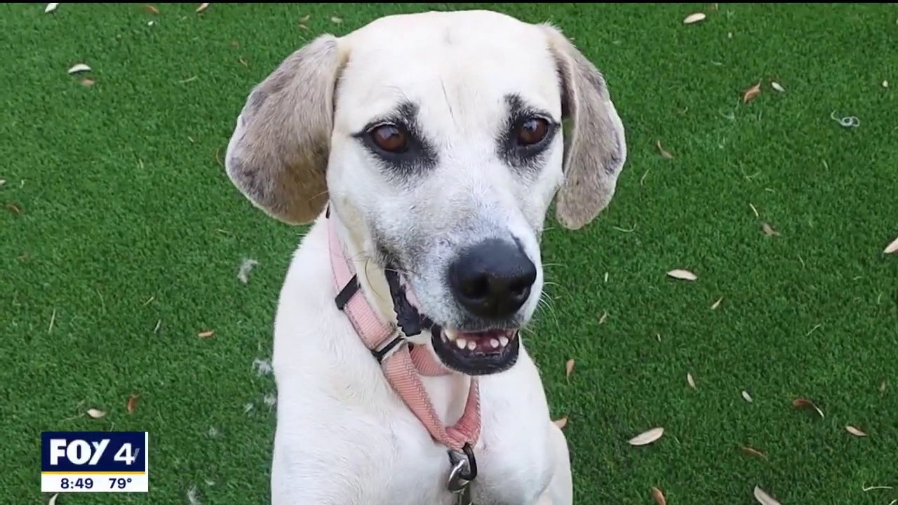 Pet of the Day: Cash