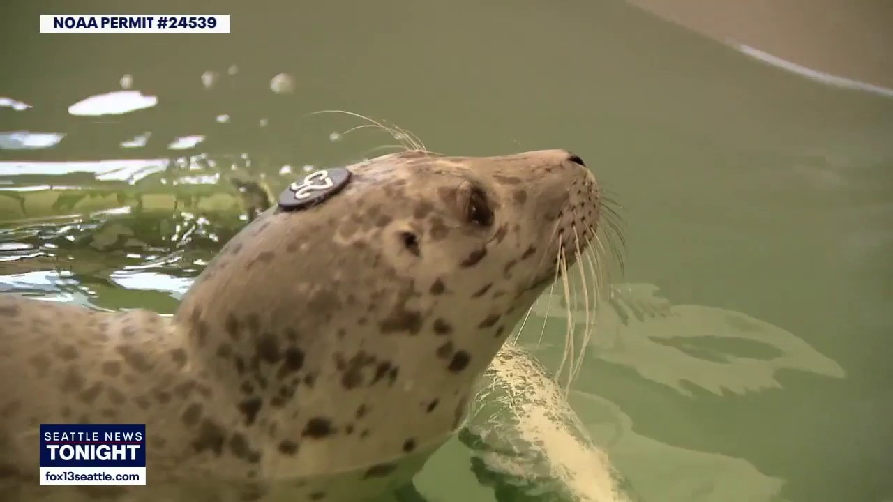 Baby seal pup fights for its life after being shot in head