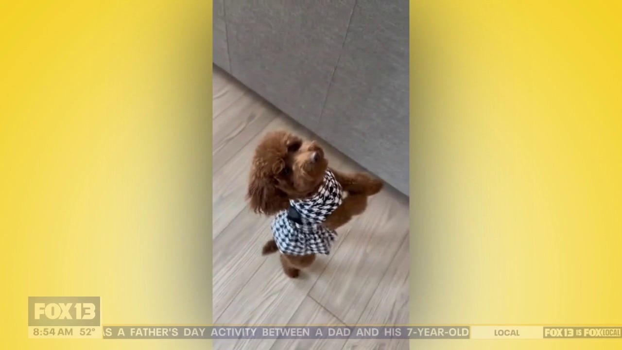 Good Day Pet Tricks for Tuesday, May 19