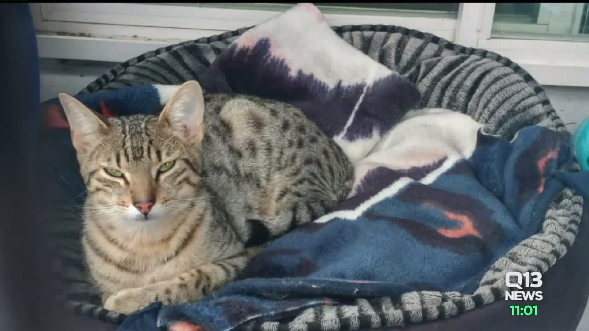 Cat at shelter viciously killed in Shoreline