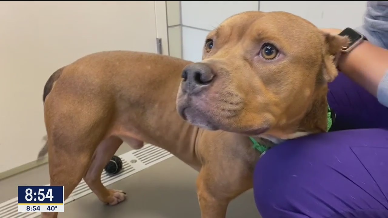 Dog of the Day: Sirus