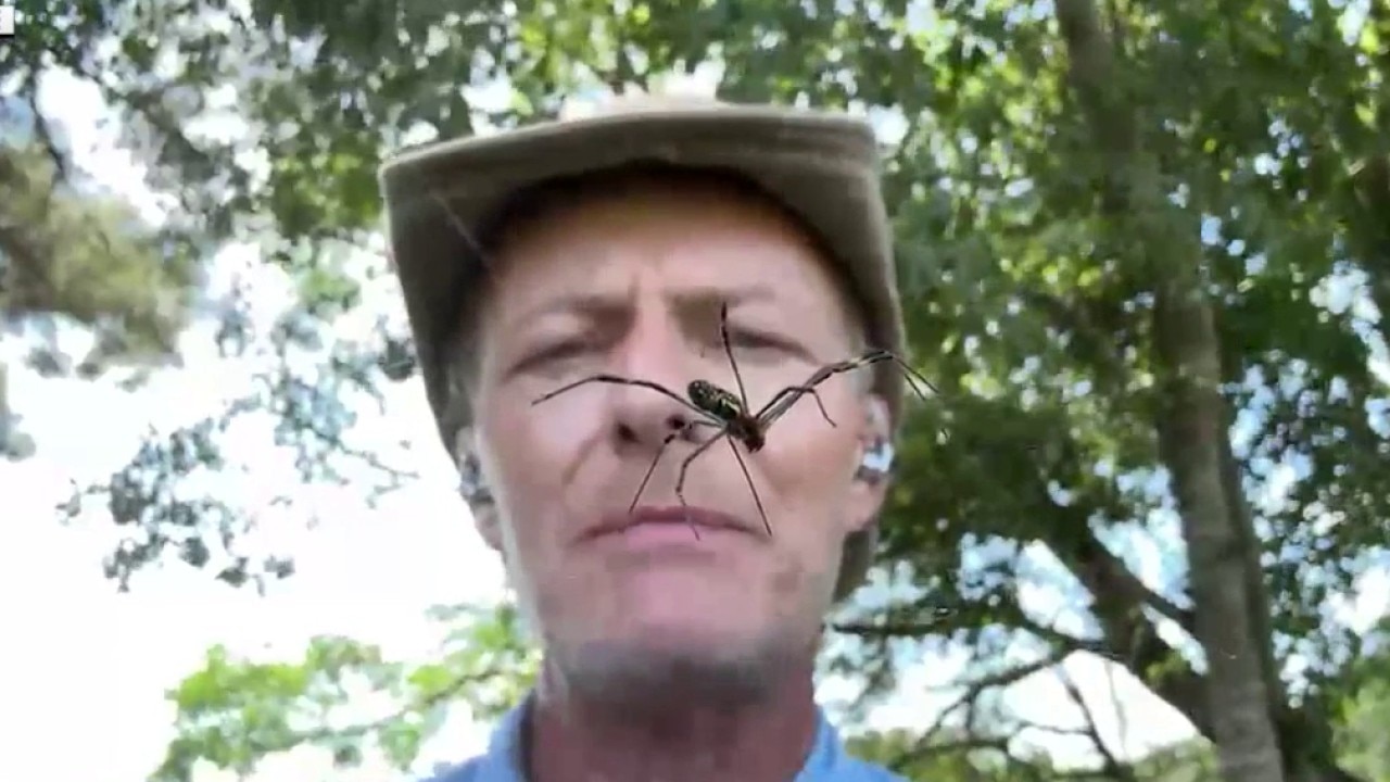Joro Spiders make a 'big' return this season