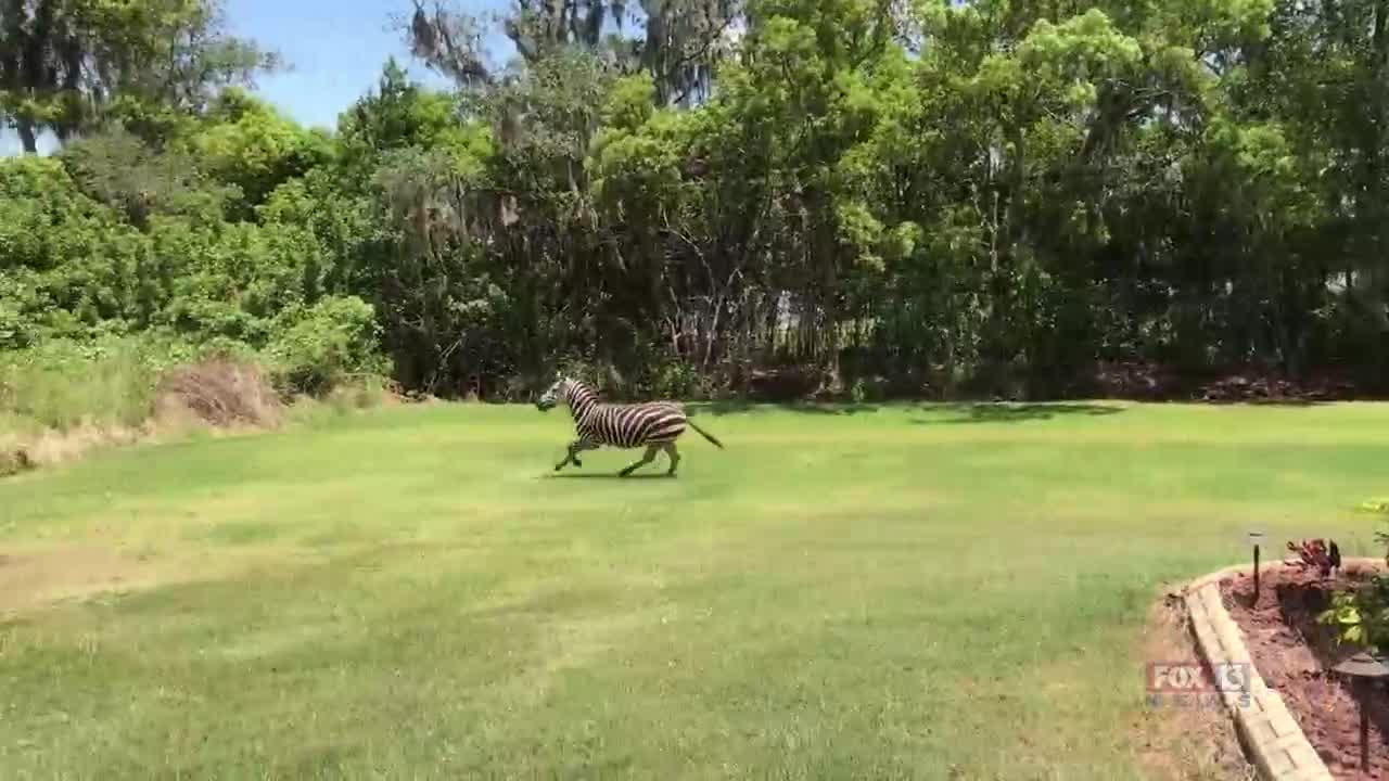 Zebra spotted running through backyard in Wimauma