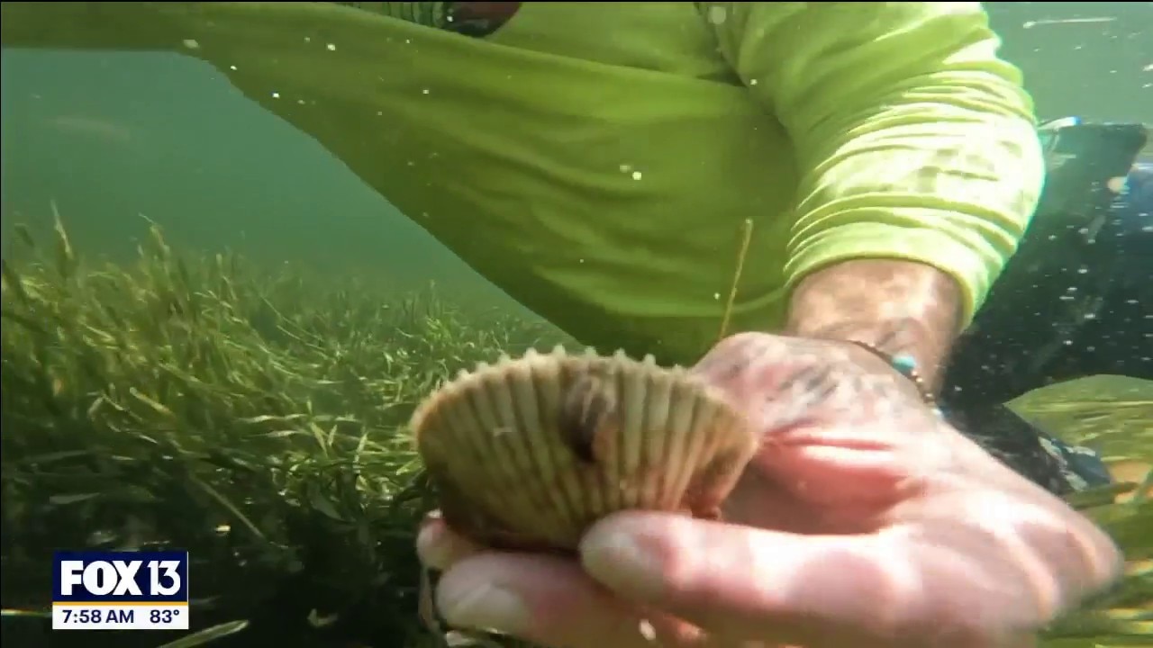 Diving for dinner