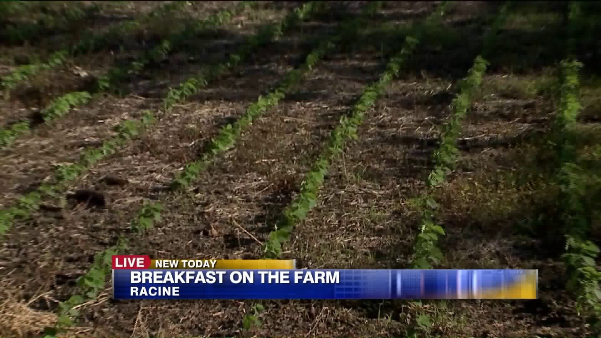 Breakfast on the Farm: the food