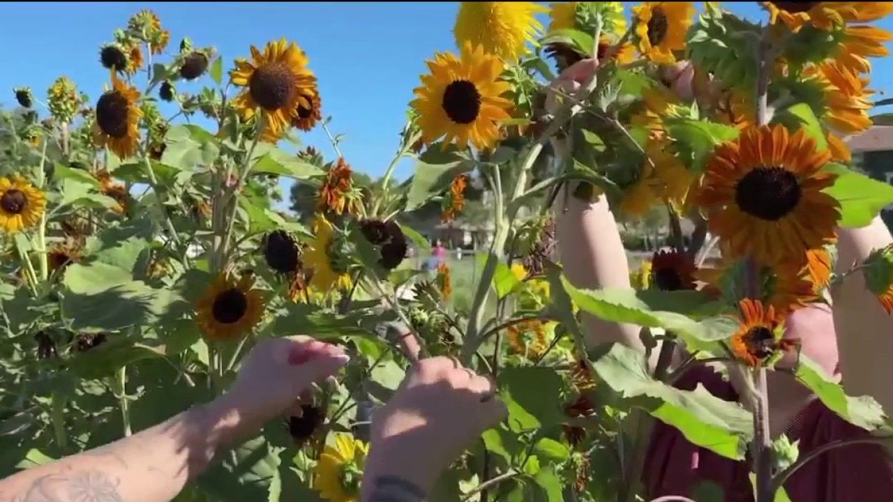 Agritopia farms pavilion launches community agriculture classes in Arizona