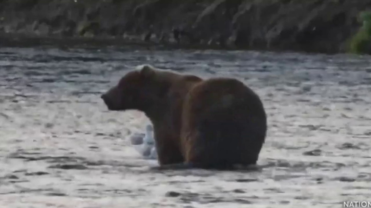 Voting for Fat Bear Week underway in Alaska's Katmai National Park