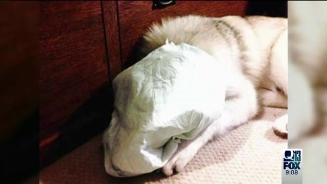 Dog shaming photo outrages pet lovers