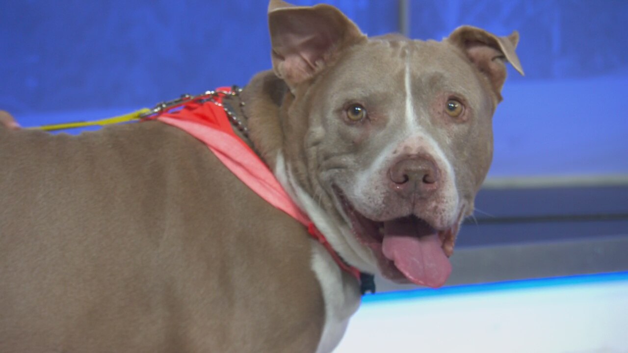 Pet Project: Scrappy from League of Extraordinary Mutts