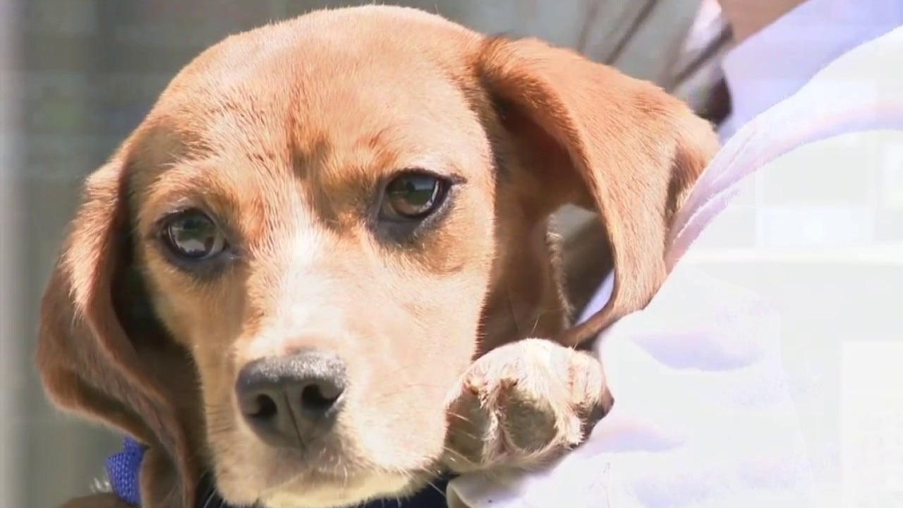 Ridglan Farms beagles: Big Dog Ranch Rescue secures remaining dogs