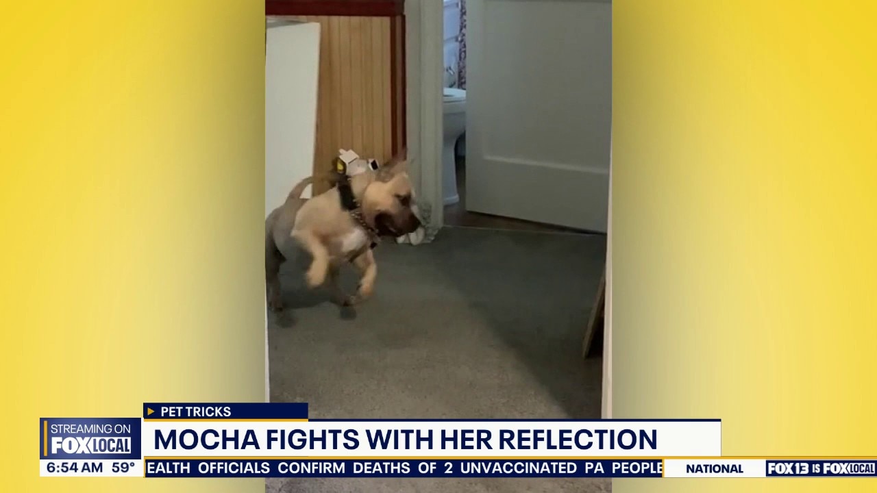 Good Day Pet Tricks for Wednesday, Aug. 26