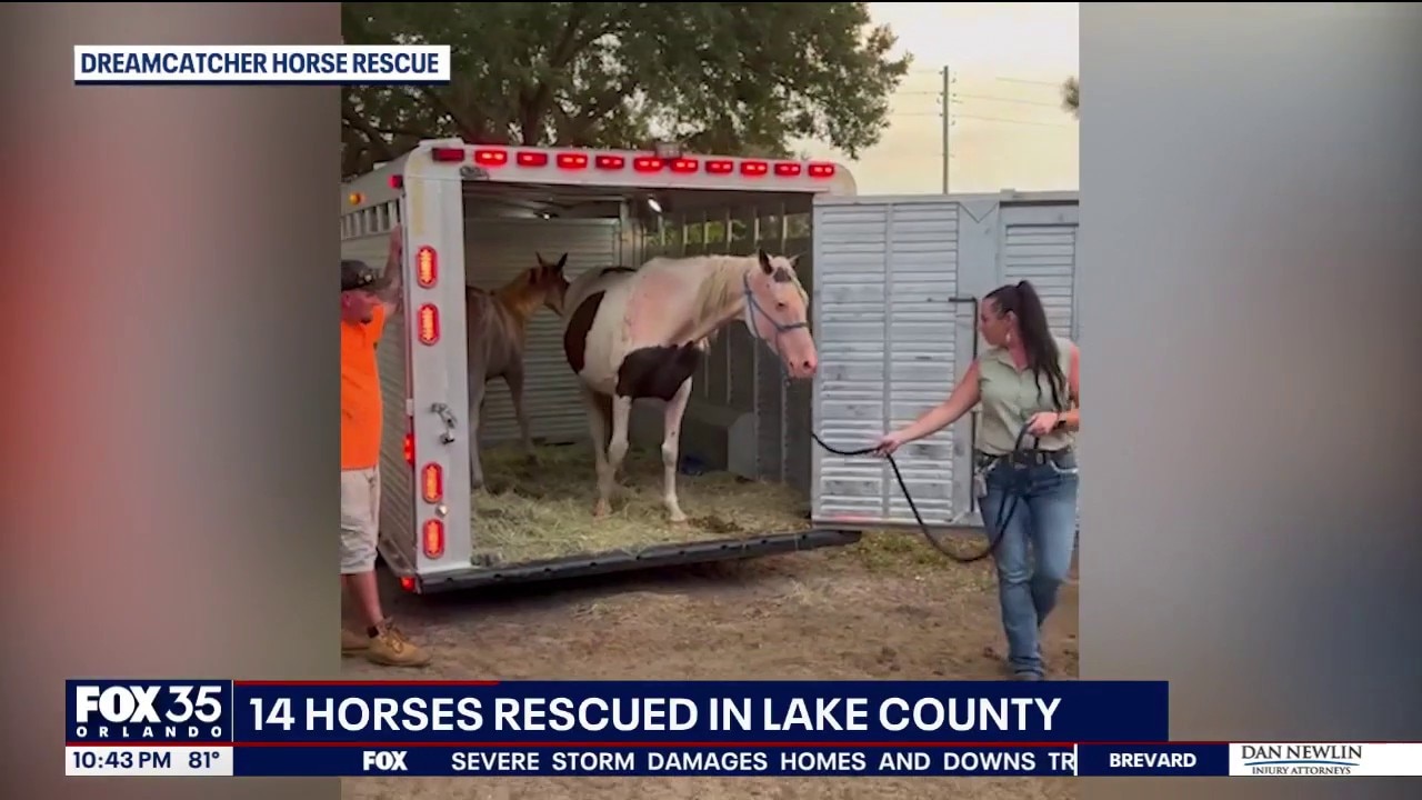 14 horses rescued from Lake County property