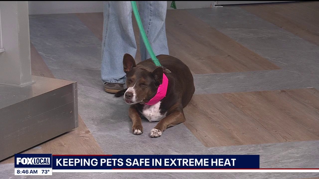 Premier Pet Supply shares tips on keeping pets safe in extreme heat