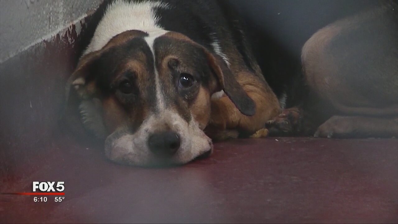 Animal hoarder sentenced