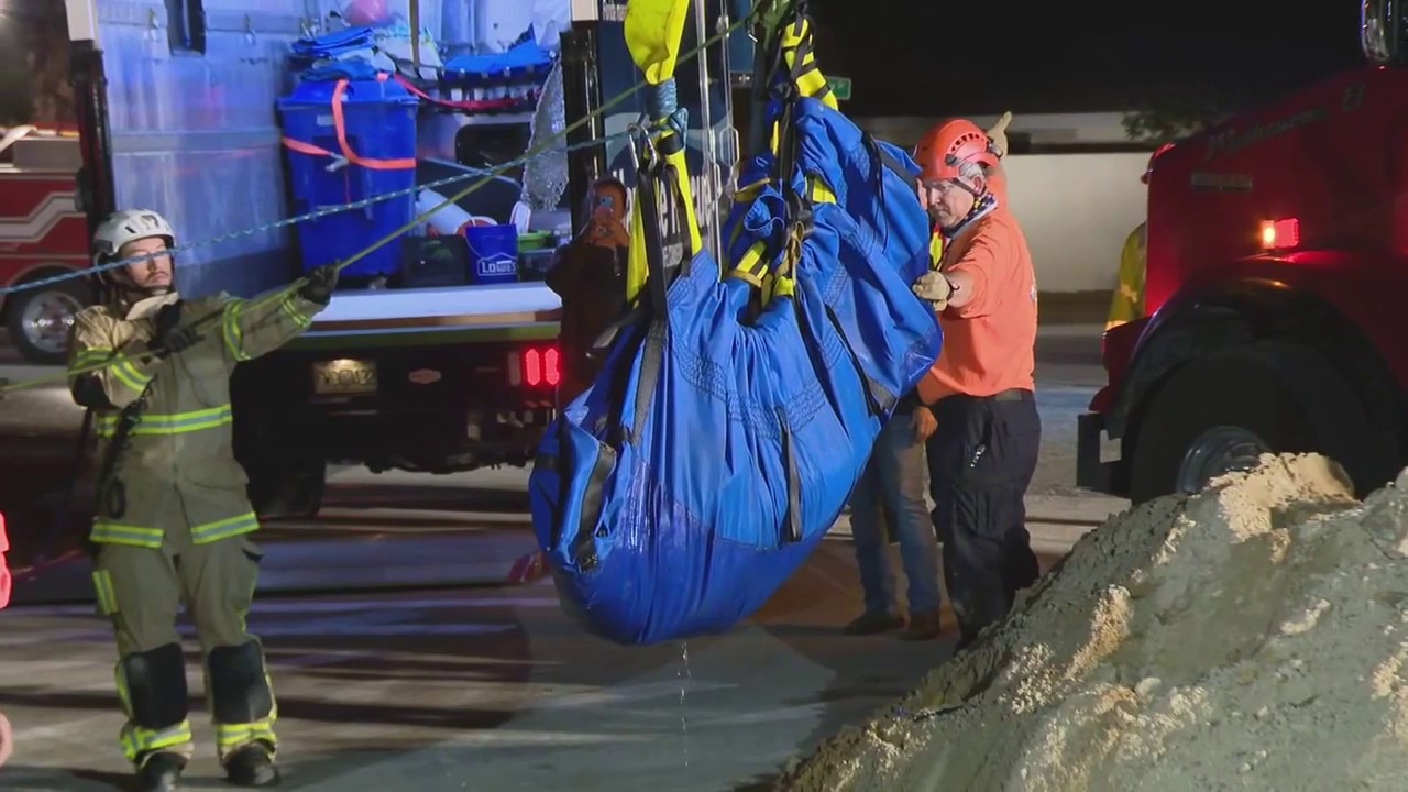 Crews lift manatee out of storm drain in daring rescue mission