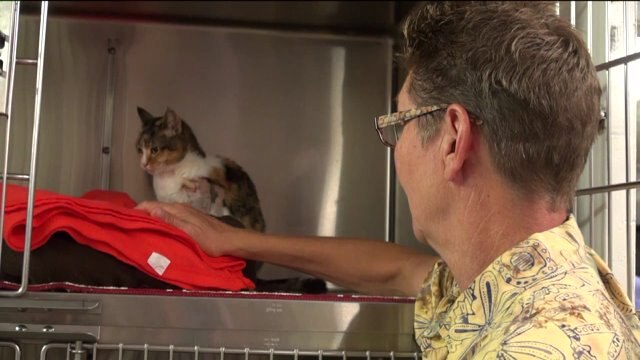 "It was a horrendous act:" Jefferson County Humane Society caring for cat shot by a bow and arrow