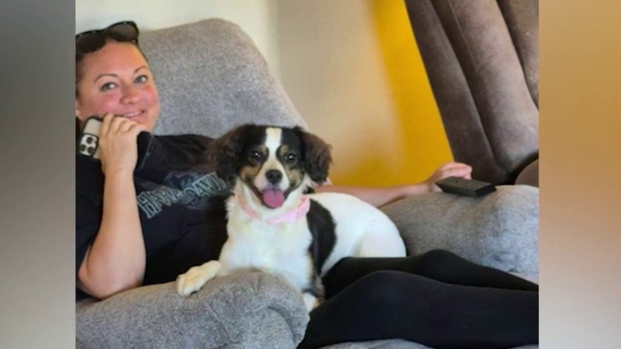 Adopted shelter dog tests positive for rabies