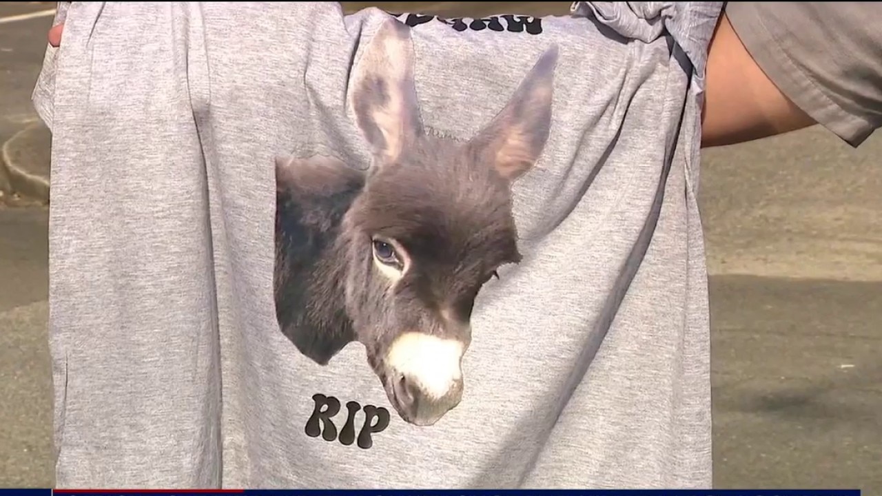 Cedartown police shoot and kill donkey in pasture