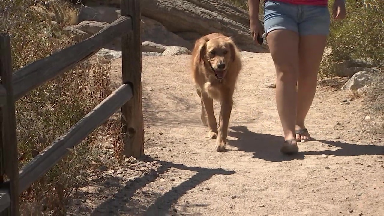 Dog attacked with golf club along Phoenix trail