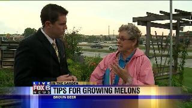 Tips for growing melons