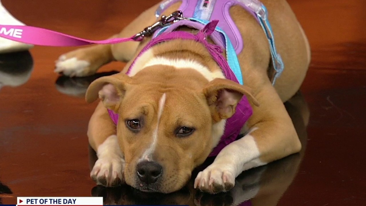 Pet of the day: Debbie
