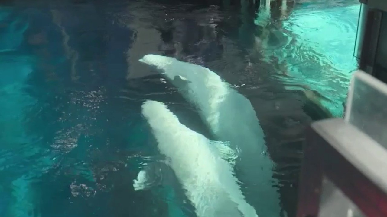 Two rescued belugas find new home at GA Aquarium