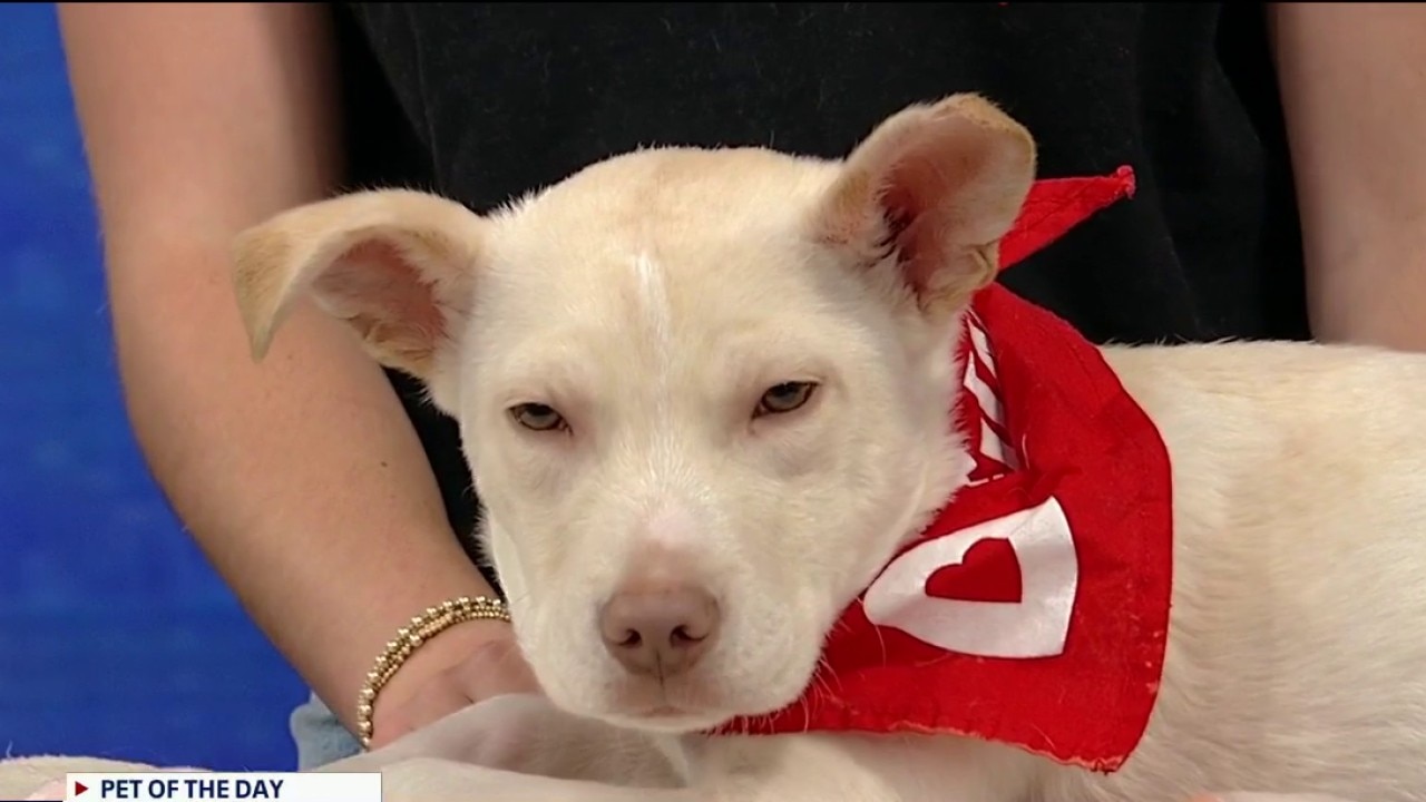 Pet of the day: Elmer