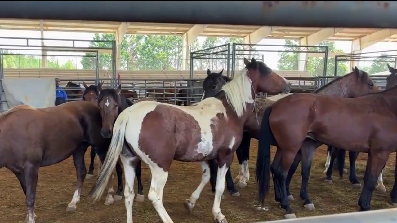 Wild mustangs, burros up for adoption in Gainesville