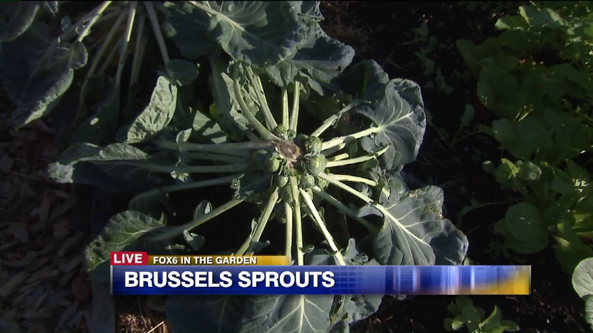 Brussels sprouts