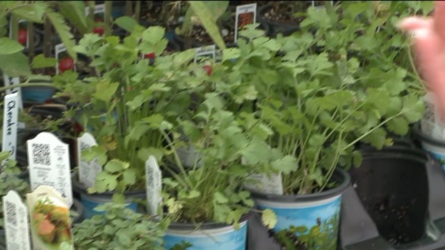 Fresh herbs you can find at a farmers market