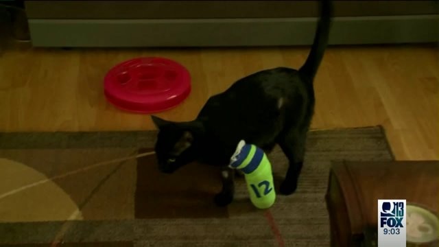 Cats found beaten in Whatcom County