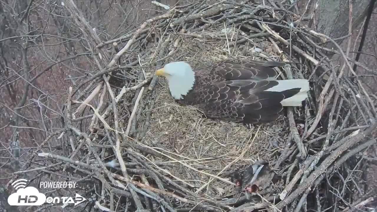 Time lapse of eagles nest during snow storm in Pennsylvania
