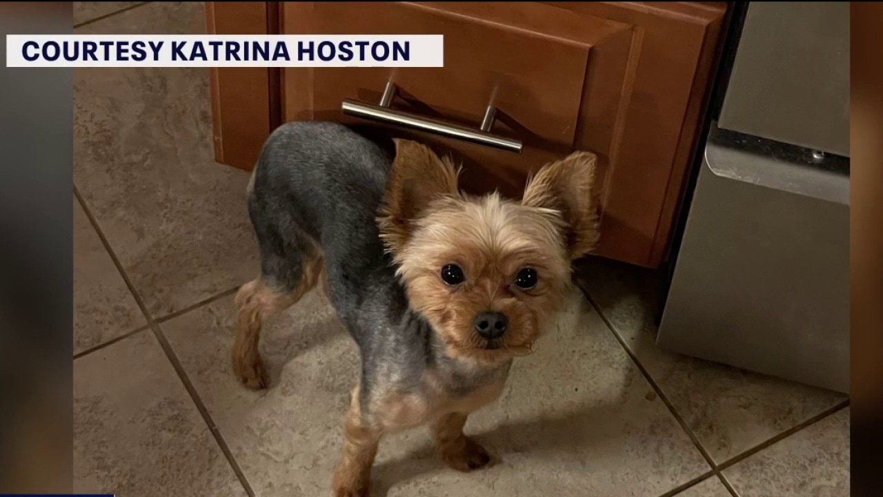 Yorkie taken by coyote