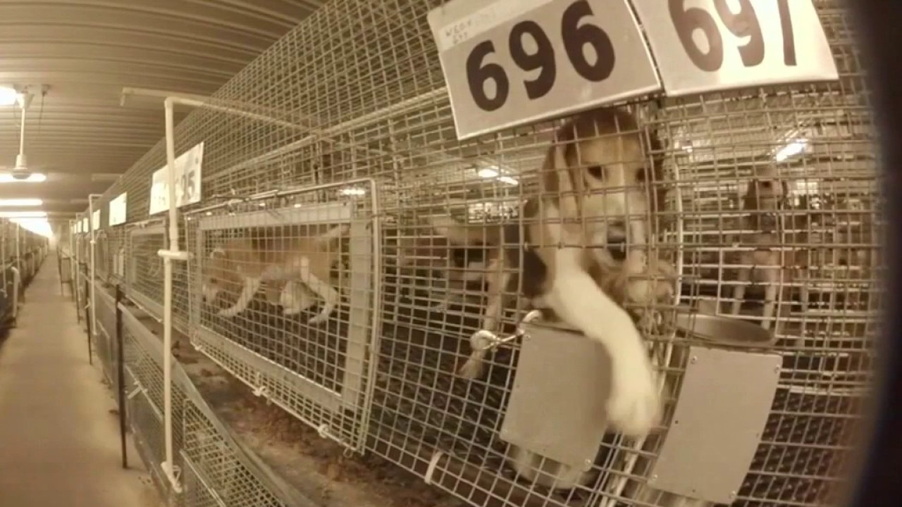 What's next for Ridglan Farm beagles?