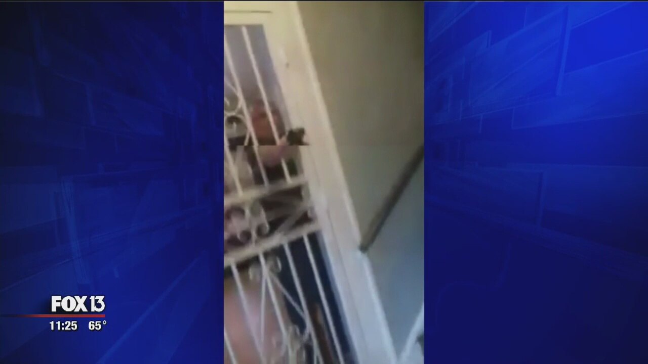 Fight over cats ends in gunfire