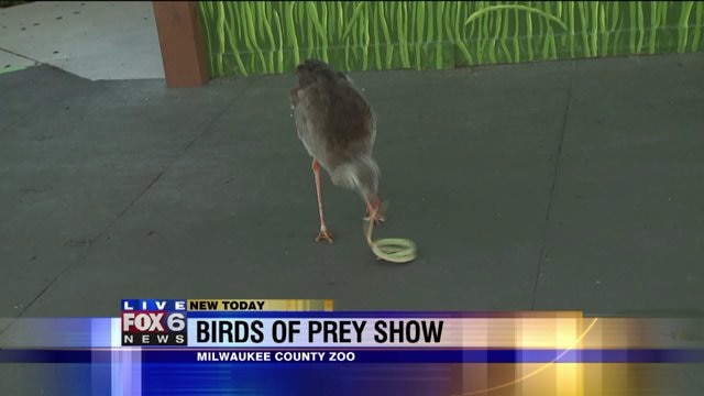 Laura gets details on Birds of Prey Show