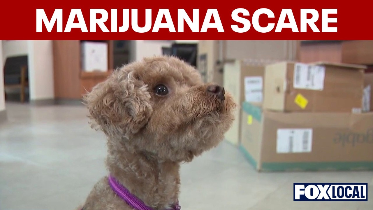 Dog gets marijuana toxicity from discarded joint on walk